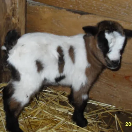 Monte Areias Casa De Campo/passadico/pateo/rampa Holiday home Porches (Algarve)