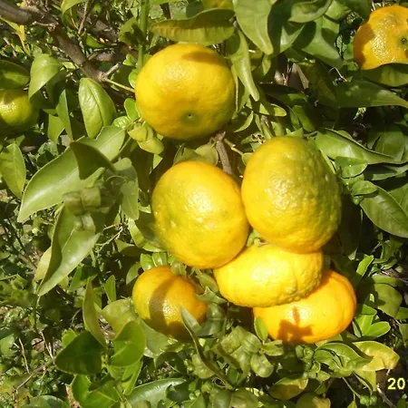 Monte Areias Casa De Campo/passadico/pateo/rampa * Porches (Algarve)
