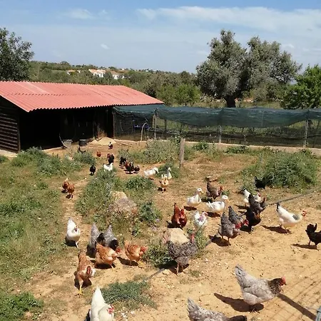 Holiday home Monte Areias Casa De Campo/passadico/pateo/rampa